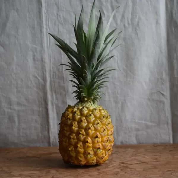 手でちぎれて芯まで甘い＜ボゴールパイン（スナックパイン）＞沖縄で有機JAS認証の完熟果実