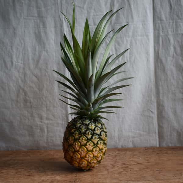 桃のような香りと白い果肉＜ホワイトココ＞沖縄で有機JAS認証の完熟果実