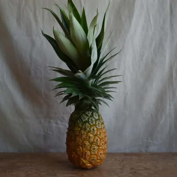 自然な甘みと酸味の黄金バランス＜ハワイ種パイナップル＞沖縄で有機JAS認証の完熟果実