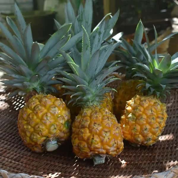 お試し用・ご家庭用に＜小玉・規格外パイナップル詰め合わせ＞沖縄で有機JAS認証の完熟果実