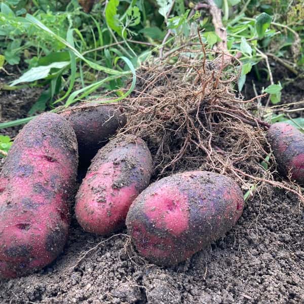 自然農栽培デストロイヤーじゃがいも