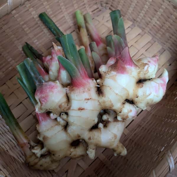 新生姜【農薬・化学肥料 不使用】