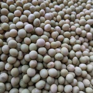 在来青系＜大豆＞農薬・化学肥料不使用