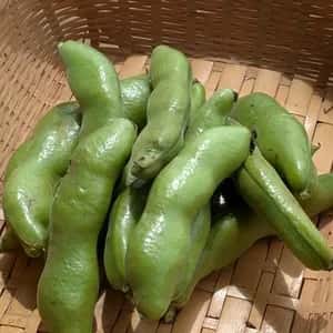 【季節限定】そらまめ（農薬・化学肥料不使用）