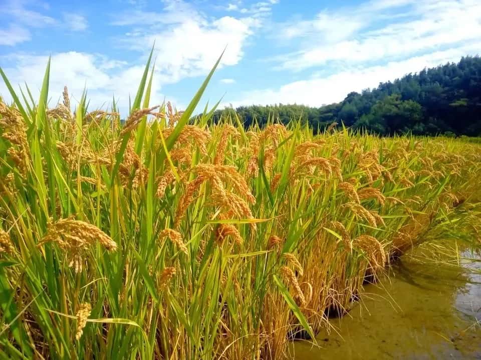 おいしいお米 背景