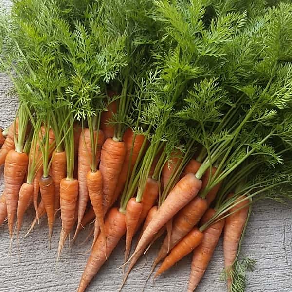 黒田五寸人参２ｋｇ【無肥料・無農薬】