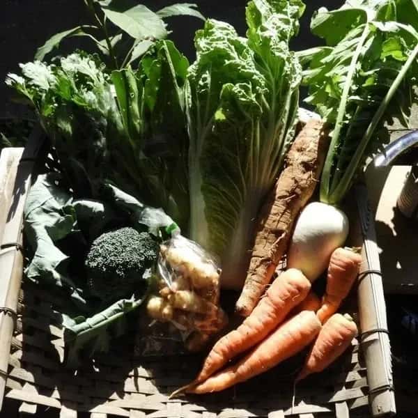 自然栽培＜季節の野菜セット＞佐賀の自然の恵みたっぷり！農薬・化学肥料不使用