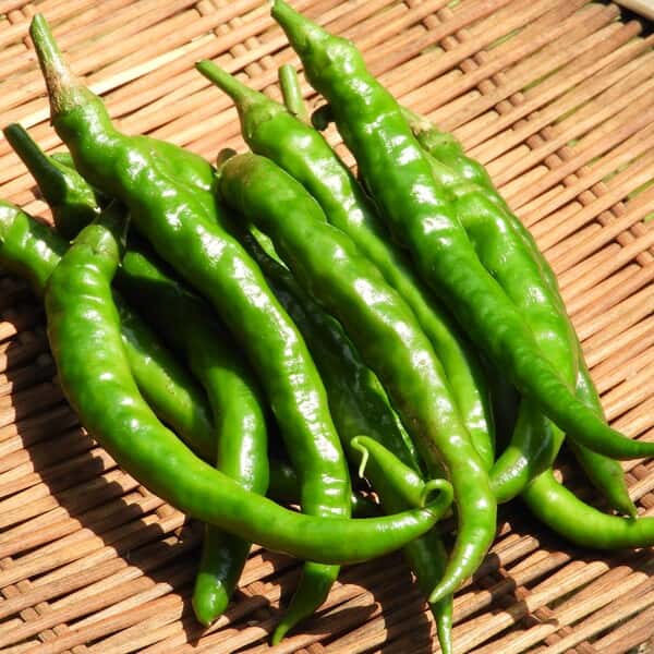 無農薬・無化学肥料栽培＜青唐辛子＞料理にアクセントを添える旬の香味野菜