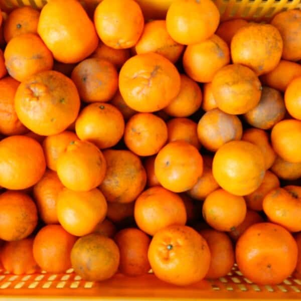 自然栽培みかん（家庭用傷あり）
