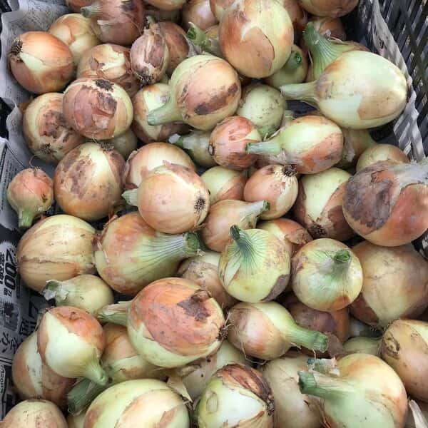 無農薬・無化学肥料栽培＜玉ねぎ＞自然栽培で甘みと旨みが広がる万能野菜