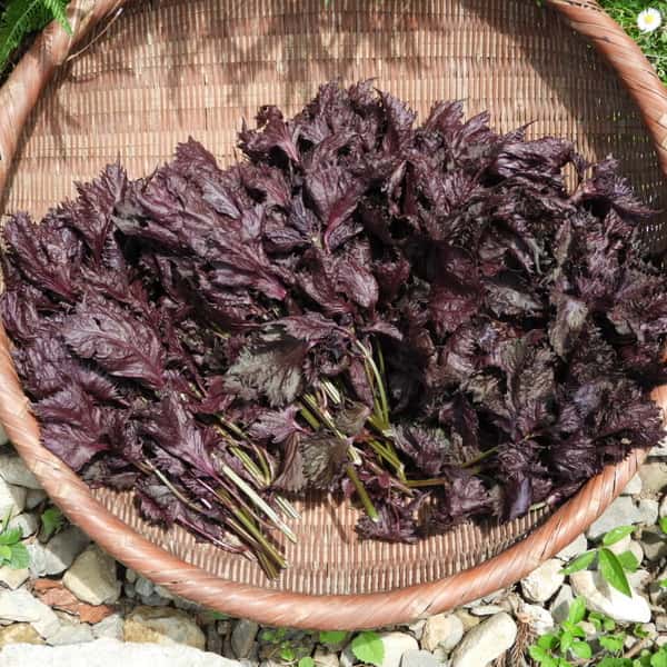 自然農　赤しそ