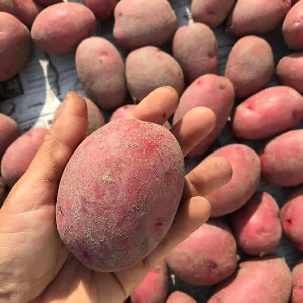 自然農　じゃがいも