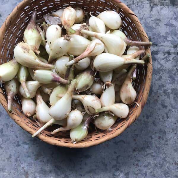 自然農　ラッキョウ