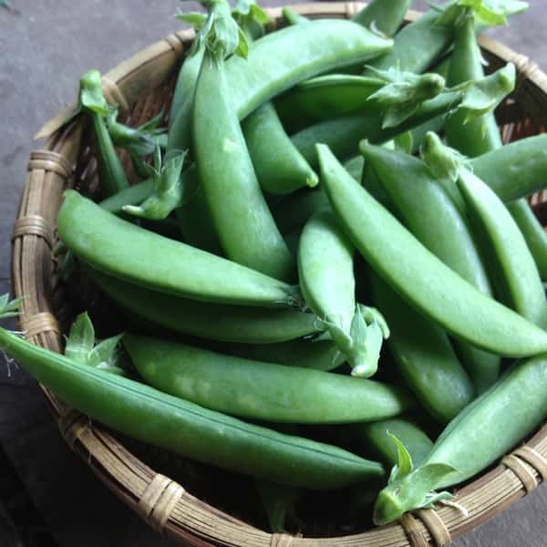 自然農　スナップエンドウ