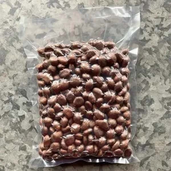 自然農　ビワの種