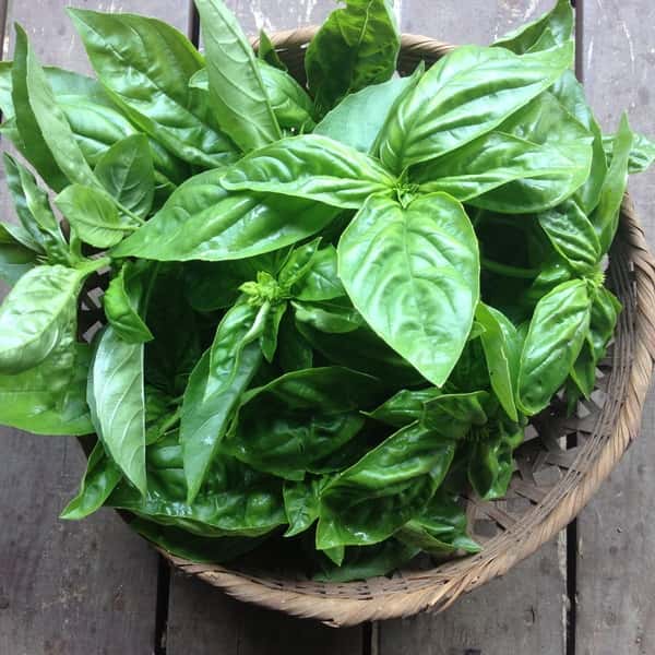 無農薬・無化学肥料栽培＜フレッシュバジル＞香り豊かで料理を引き立てます