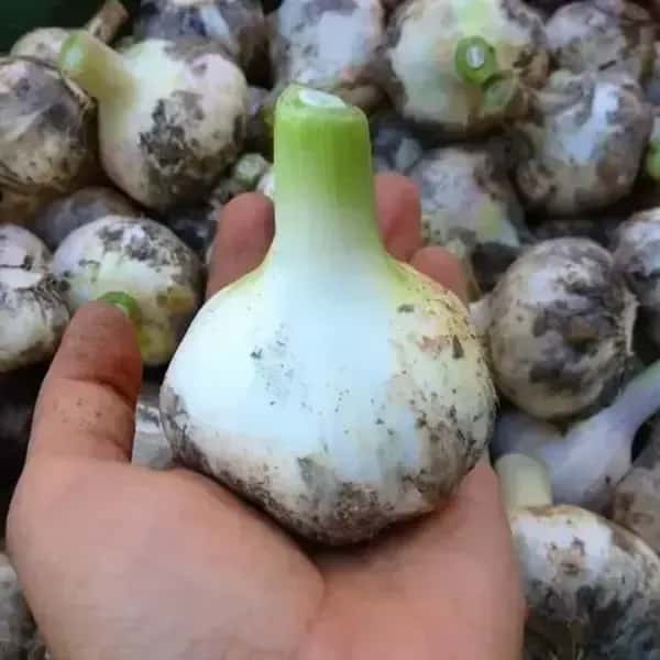 自然農　ニンニク
