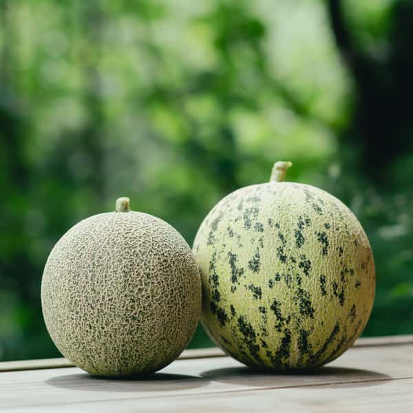 【家庭用】《最優秀賞受賞》有機栽培！日本で唯一のオリジナル・オーガニックメロン（傷あり・小さめ）