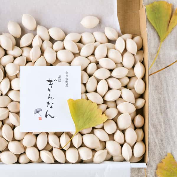 自然栽培の銀杏:秋の味覚「ぎんなん」