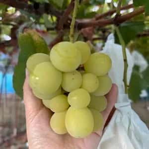 農薬・化学肥料不使用栽培のぶどう＜おじいちゃんのシャインマスカット＞ 