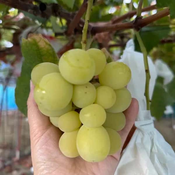 農薬・化学肥料不使用栽培のぶどう＜おじいちゃんのシャインマスカット＞ 