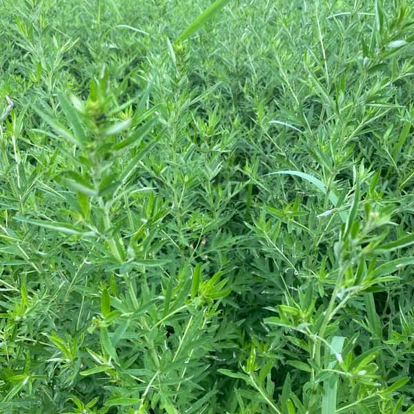 夏限定　2024二条大麦の茶　よもぎブレンド