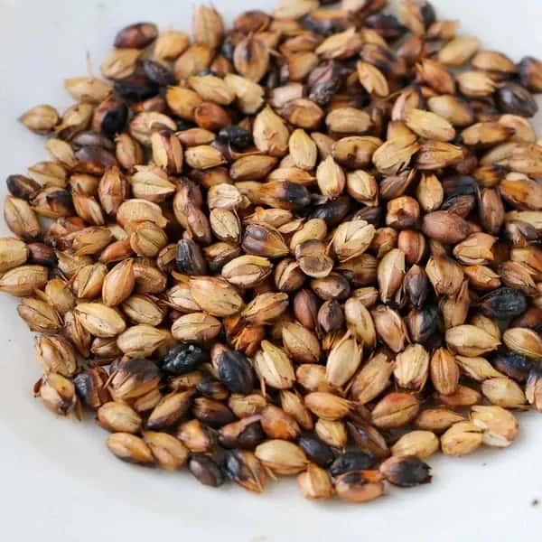 夏限定　2024塩麦茶（二条大麦の茶×屋我地島の塩）