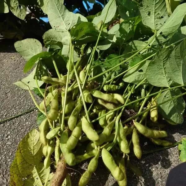 【今季販売終了】2025年度＜丹波黒枝豆＞猪名川町産