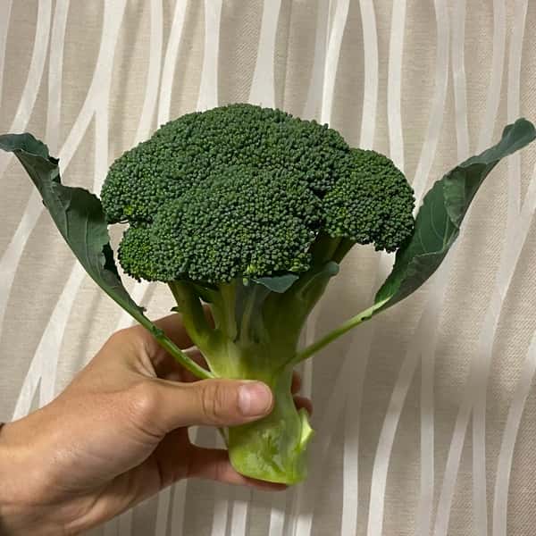 無農薬 ブロッコリー