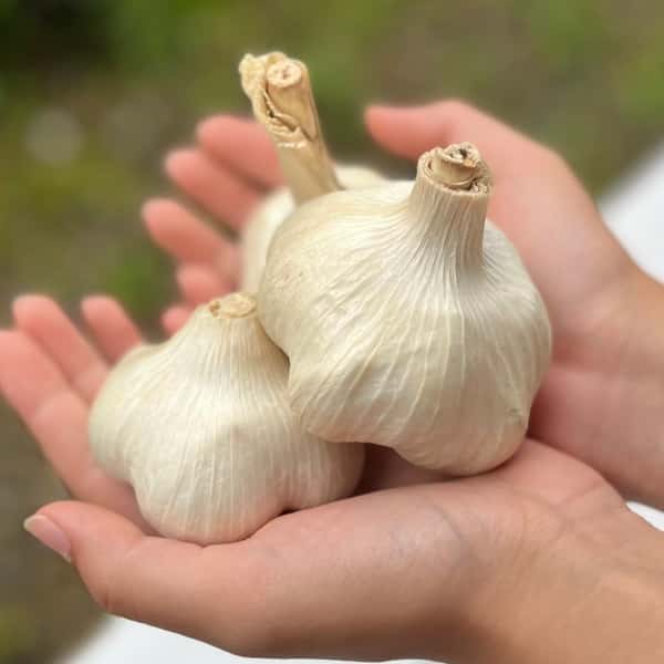 【今季完売】2025 無農薬ホワイト六片　ニンニク