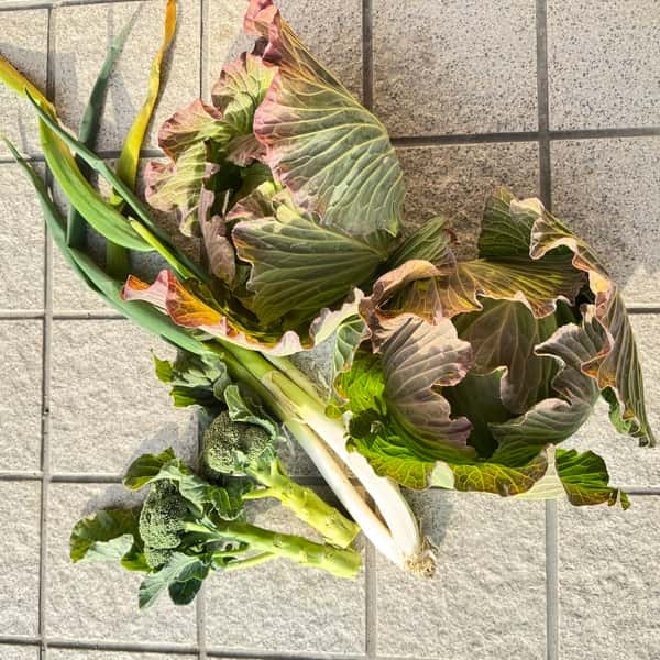 【販売終了】冬野菜　キャベツミニブロッコリーネギセット