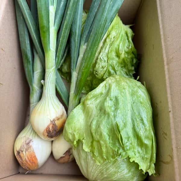 【完売】無農薬　2025春待ちレタス2玉と葉付きタマネギ3個セット　麦茶購入でアスパラガスプレゼント