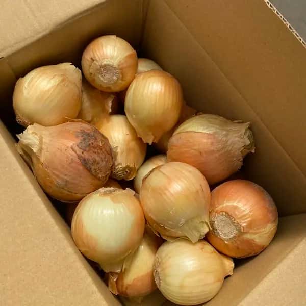 【今季完売】2025 無農薬　完熟タマネギ