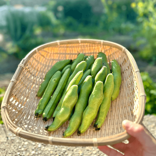 【完売御礼】2025 農薬不使用　そら豆