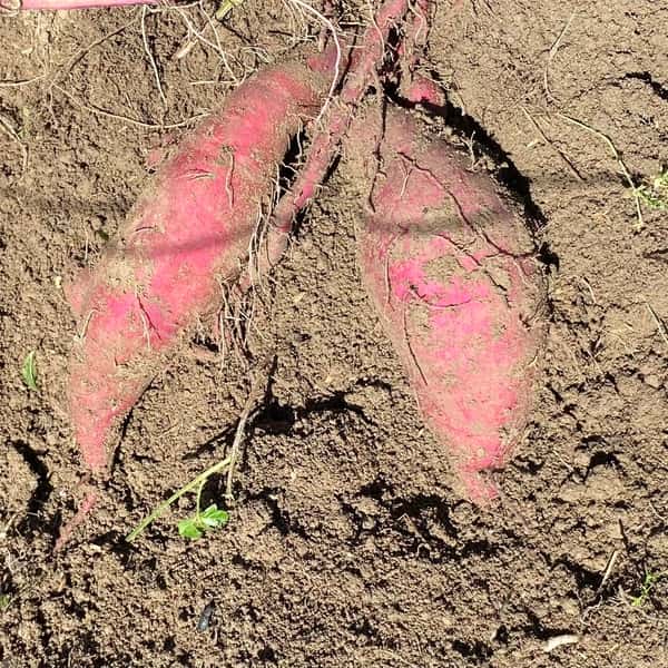 【今季完売】2025自然栽培　さつまいも　収穫後に出荷　数量限定