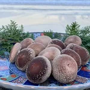 【母の日ギフト】 幸せの青い卵「下田ブルー」＆「下田しいたけ」セット