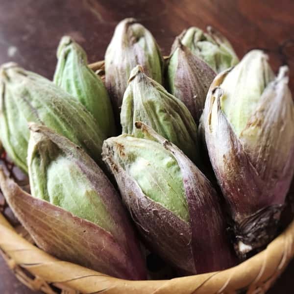 【春の訪れ】自然栽培のふきのとう