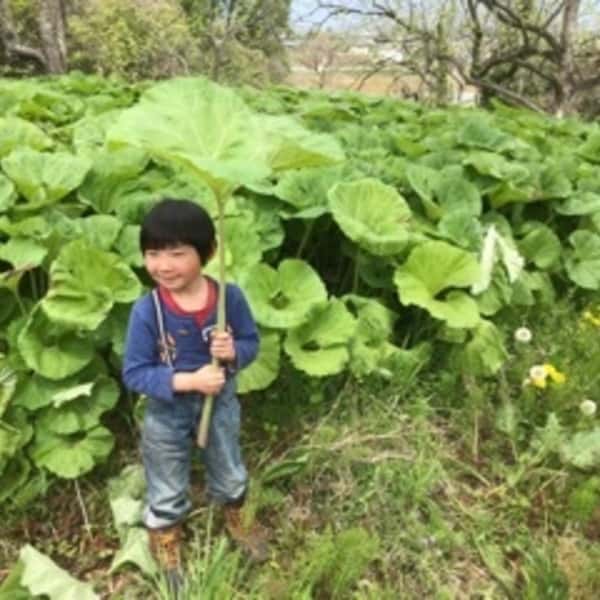 自然栽培の蕗（ふき）