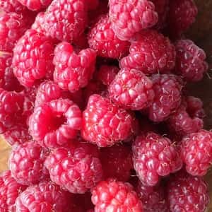 自然栽培のフランボワーズ（冷凍ラズベリー）