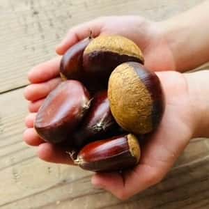 無農薬・無化学肥料栽培＜生栗＞優しい甘さと奥深い味わいの栗