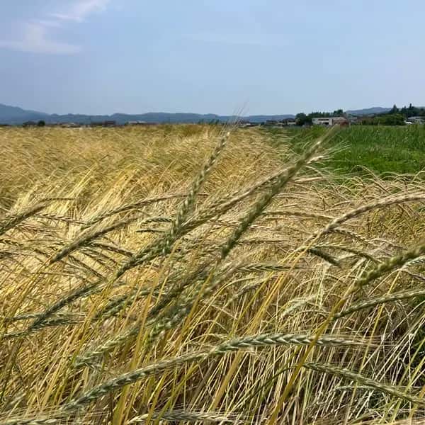 自然栽培のスペルト小麦