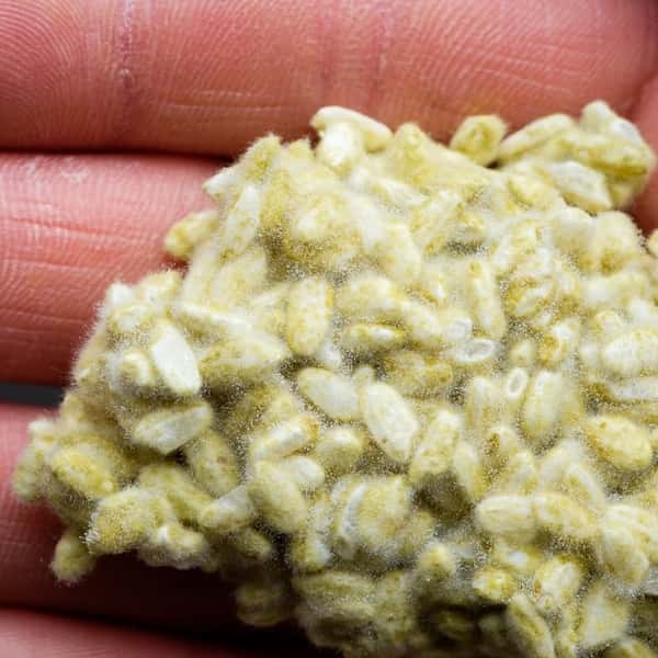 糀　自然栽培米×天然麹菌(野生麹菌)　品種:亀治