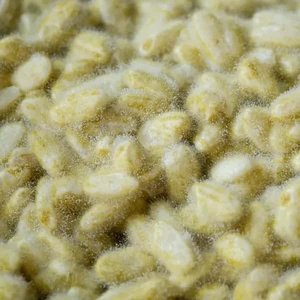 米糀　自然栽培米×天然麹菌(野生麹菌)　品種:亀治