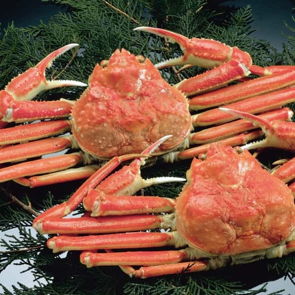 【送料無料】越前がに　産地直送　黄タグ付き　GIマーク　正規取扱認定店