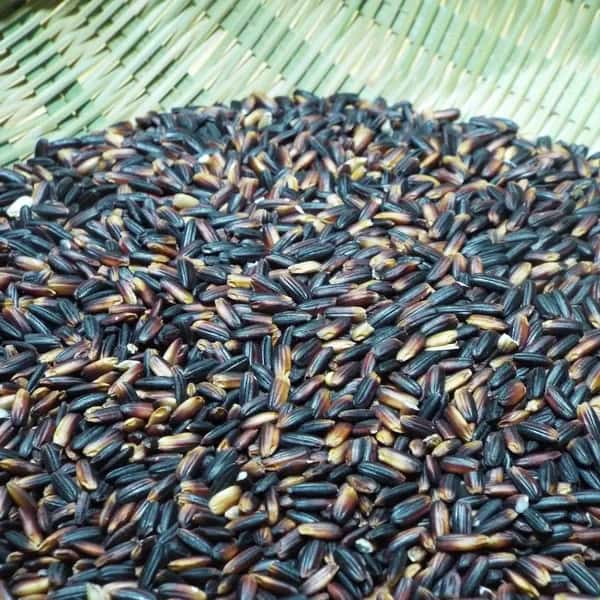 農薬・動物性肥料不使用ではざかけ天日干し＜種継ぎ黒米/朝紫＞古代からの味わい香り高くもちもち食感