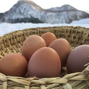 平飼いたまご（有精卵）