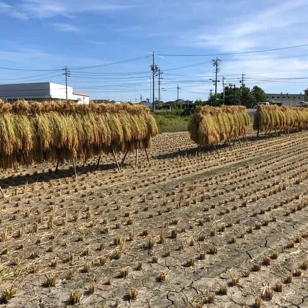 【令和7年産】もち米/自然栽培「新大正糯」 はざかけ天日干し 玄米/白米　（静岡県産）