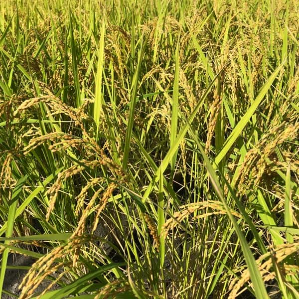 -いつものご飯に、ちょっと冒険を-　【令和7年産】 自然栽培「プリンセスサリー」 はざかけ天日干し 玄米/白米　（静岡県産）