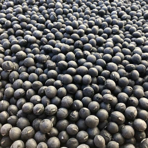 【令和7年産】自然栽培「丹波種黒大豆」（静岡県産）