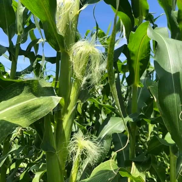 【ご予約受付中】新鮮！採れたて即発送！皮付きヤングコーンご家庭用（農薬・化学肥料不使用）